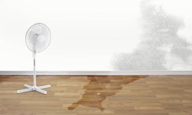 Best Water damage contractors near me  in Eudora, AR